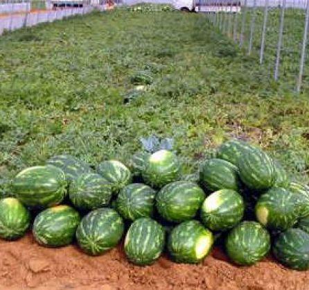 “Pizzicati” i ladri di cocomeri nei guai finiscono due moldavi 