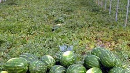 “Pizzicati” i ladri di cocomeri nei guai finiscono due moldavi