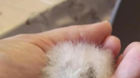 Piccoli di assiolo trasferiti al Cruma