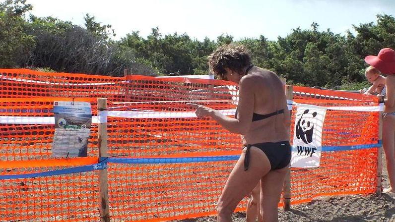 «Un nido di tartaruga, che grande emozione Ora voglio vederle nascere»