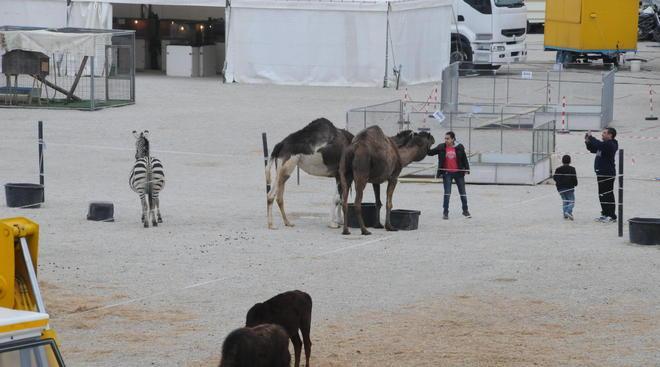 Il fronte liberazione animali imbratta i camion del circo 