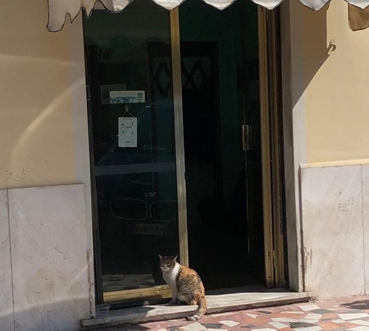 Uccisa con un calcio Rossella la gatta simbolo di Marina
