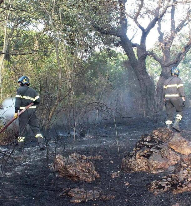 Vasto incendio in zona Lumiere a Venturina, distrutti 2 ettari di vegetazione 