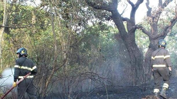 Vasto incendio in zona Lumiere a Venturina, distrutti 2 ettari di vegetazione