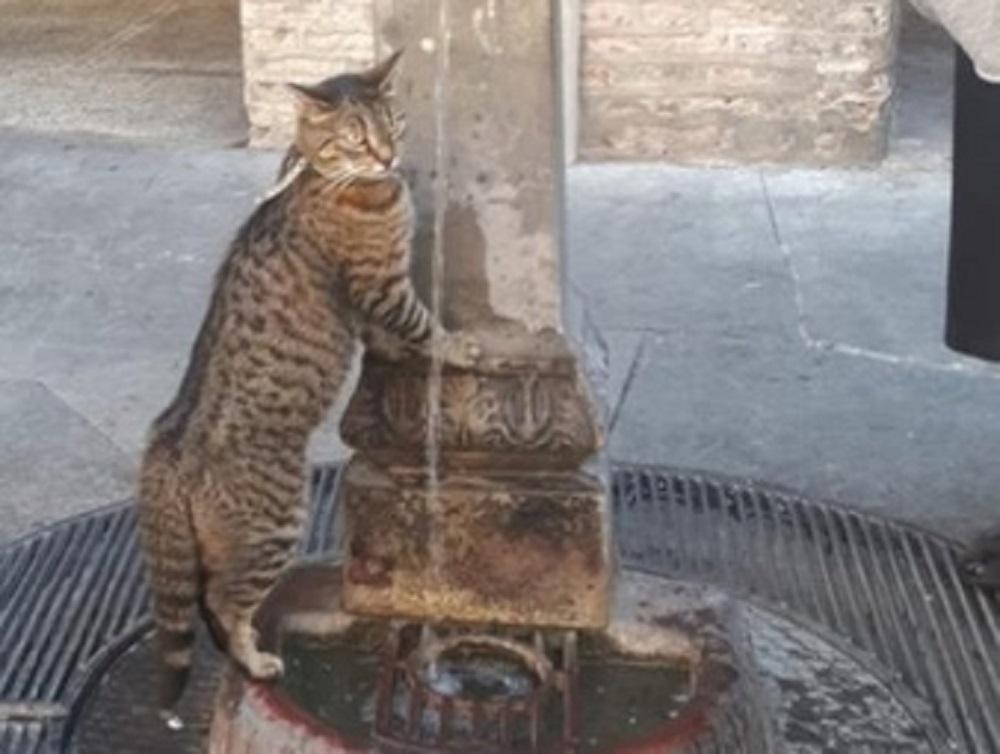 Modena, Minù, l’aristogatta mascotte della Curia e dell’Università 