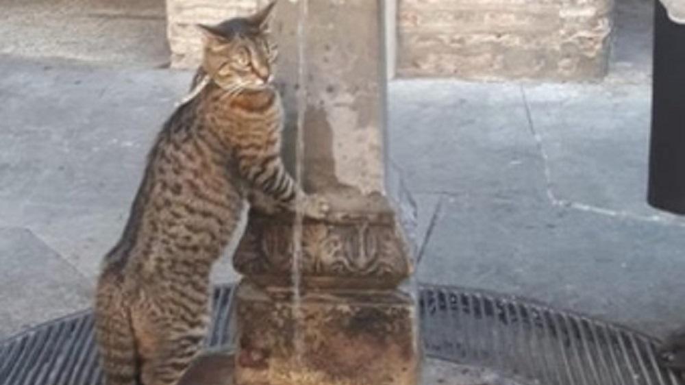 Modena, Minù, l’aristogatta mascotte della Curia e dell’Università