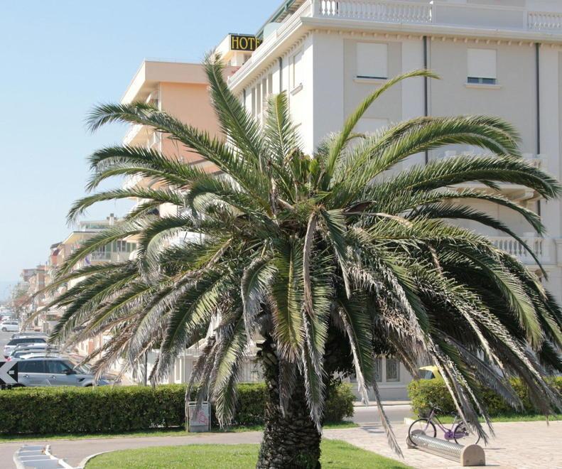 Un verme invisibile salverà la palme dal punteruolo rosso 