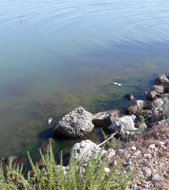 La laguna è in sofferenza Morte alcune decine di pesci 