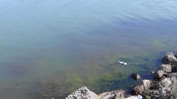 La laguna è in sofferenza Morte alcune decine di pesci