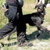 Cani-detective, successo dell’iniziativa a Rosignano 