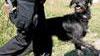 Cani-detective, successo dell’iniziativa a Rosignano