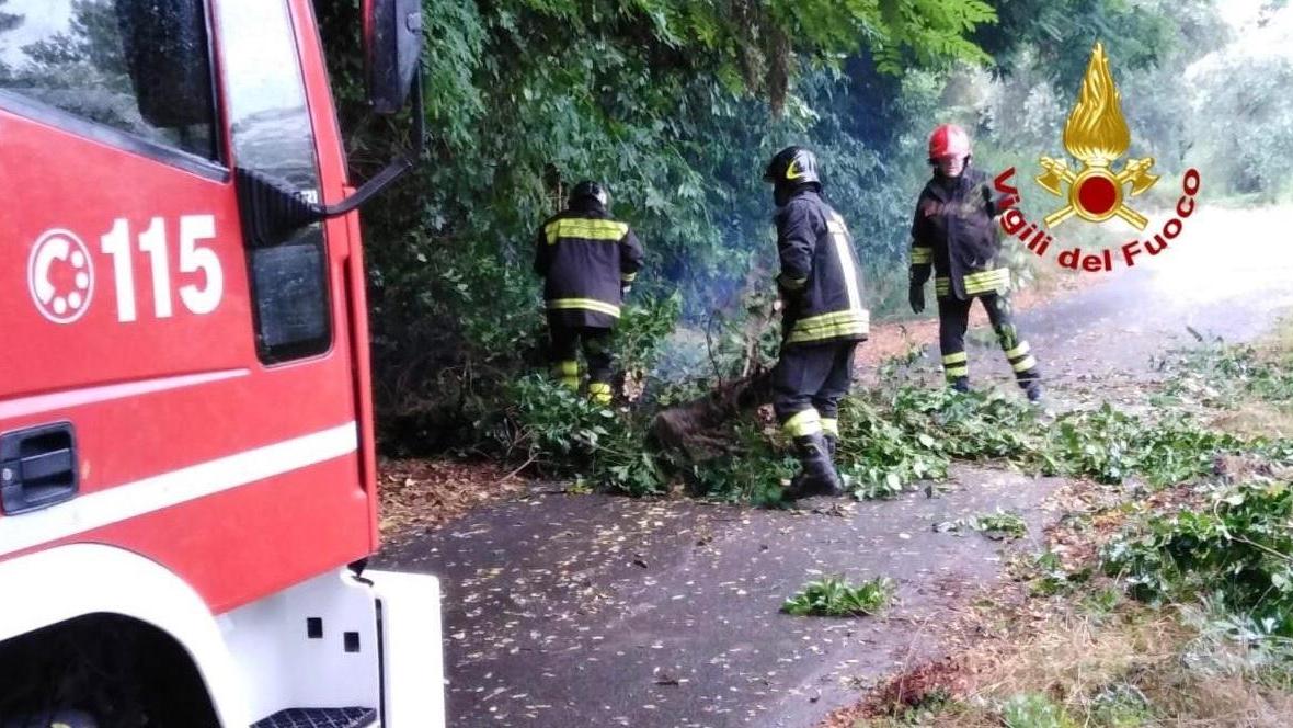 Alberi sulla strada, bloccata via Casanuova a Pescia