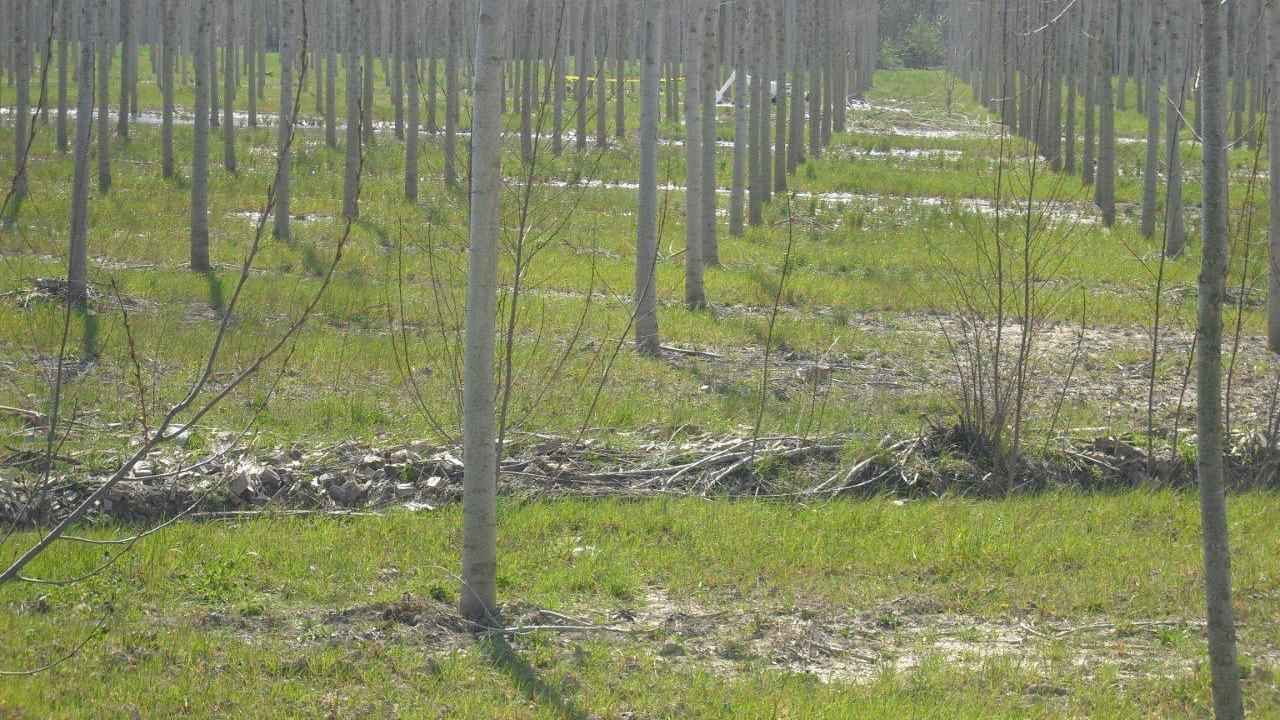 Pioppi mangiaplastica, le radici assorbono i composti nocivi