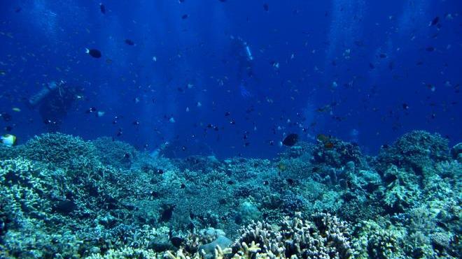 Allarme per il corallo di Calafuria: rischia di scomparire