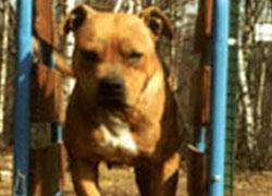 Aggredita dal suo pitbull, ricoverata in gravi condizioni 