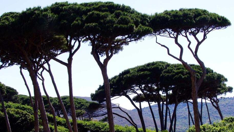 Test di resistenza su 25 pini per scongiurare nuovi crolli nel golfo di Baratti