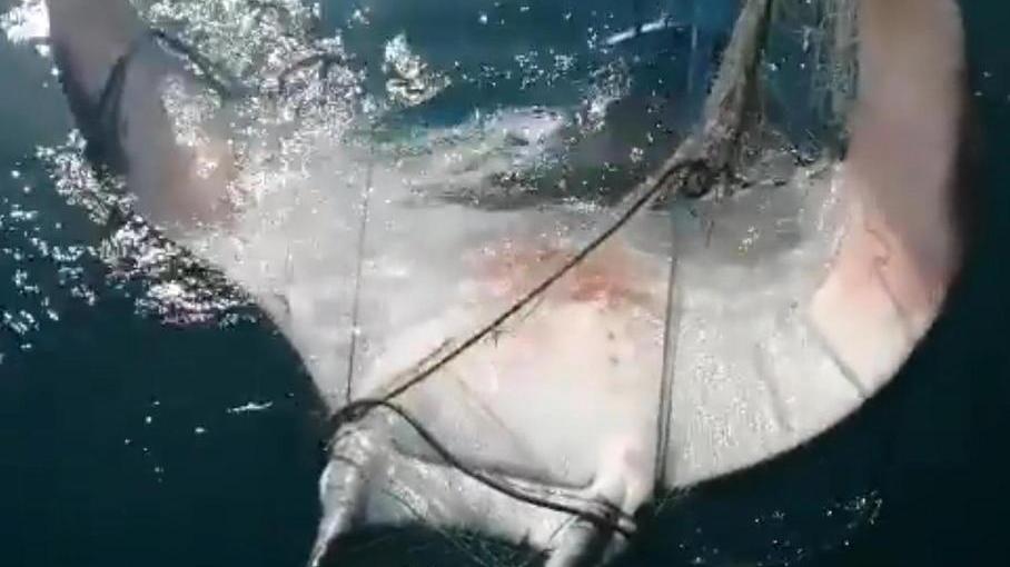 Il grosso "diavolo di mare" salvato dal pescatore