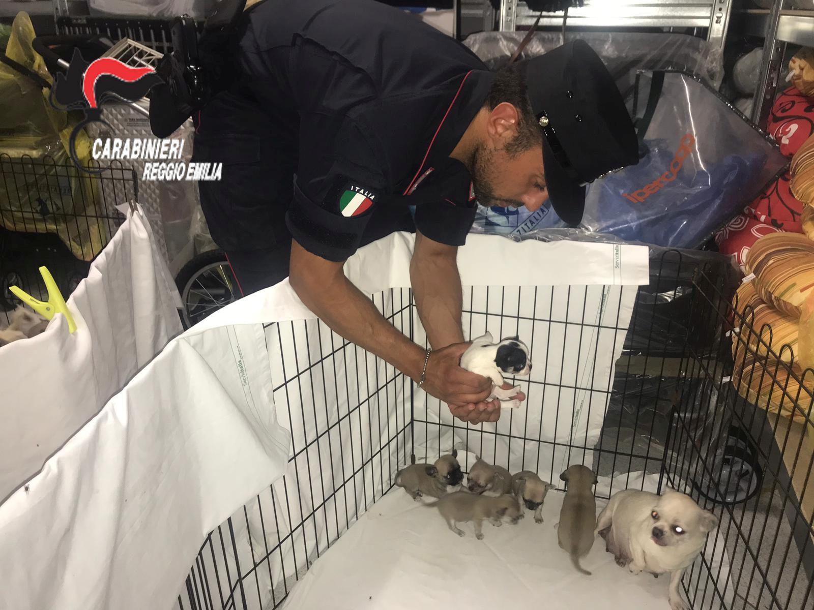 Traffico di cuccioli dall'Est, due donne denunciate e 56 chihuahua sequestrati 