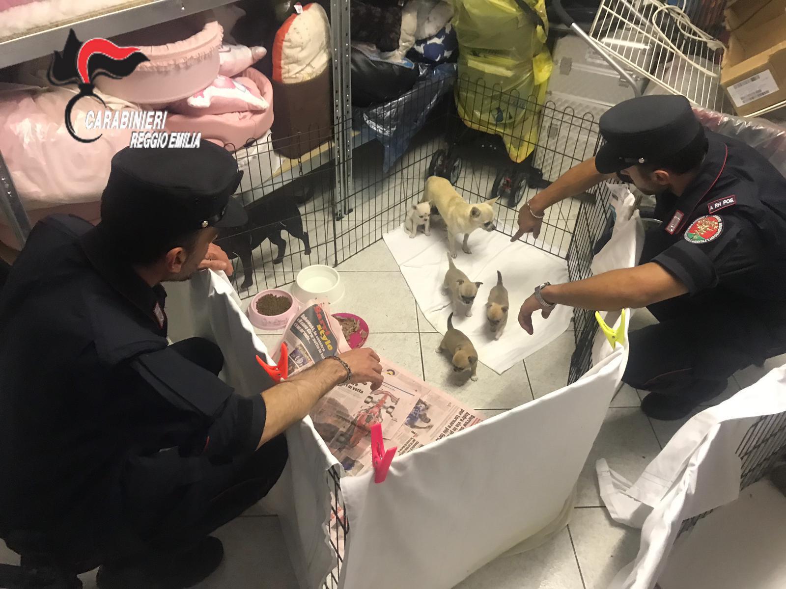 Pavullo. Traffico di cuccioli, due donne denunciate e 56 chihuahua sequestrati 