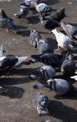 Lotta chimica contro i piccioni 
