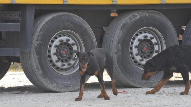 Cani randagi, richiesti più controlli