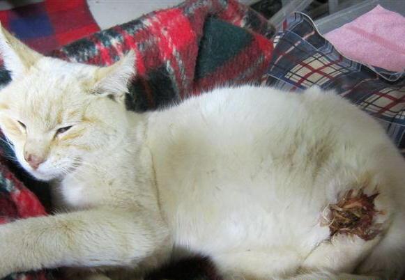 Gattina ferita con un colpo di fucile a Capoliveri 