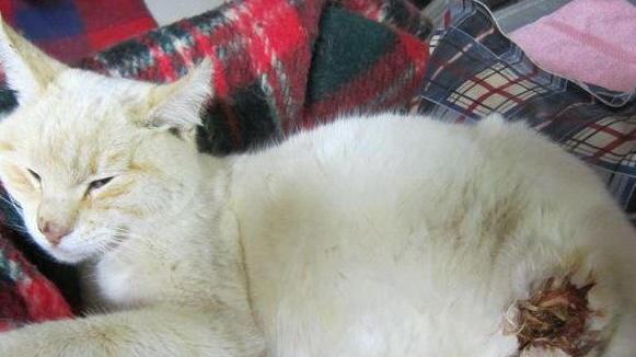 Gattina ferita con un colpo di fucile a Capoliveri