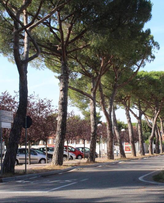 Al via il taglio dei pini a Stagno e nel parco arrivano i lecci 