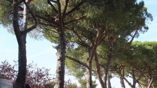 Al via il taglio dei pini a Stagno e nel parco arrivano i lecci