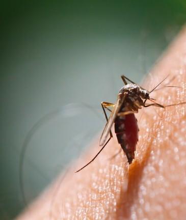 Disinfestazione zanzare nella notte di domani 