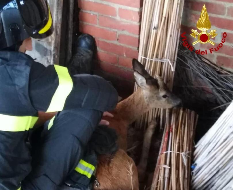 Salvato giovane capriolo incastrato