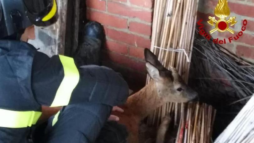 Salvato giovane capriolo incastrato