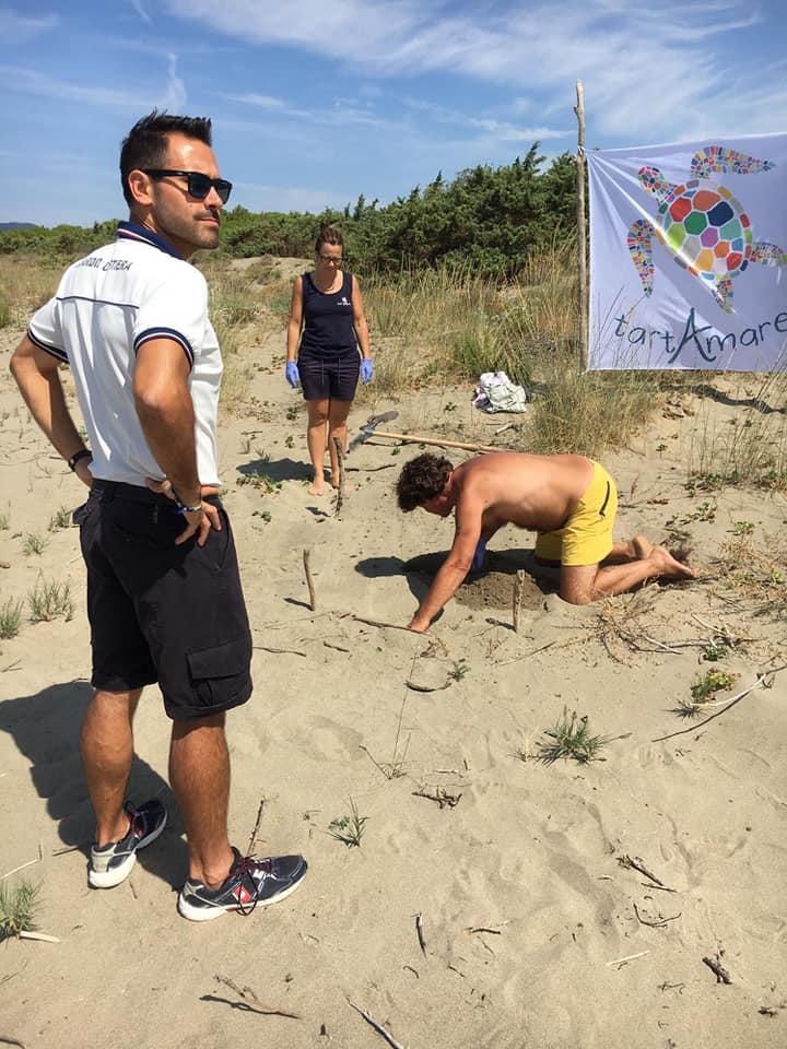 La tartaruga nidifica qui: l’evento eccezionale scoperto dai volontari di Tartamare