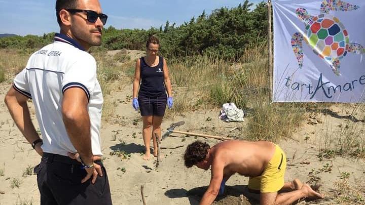 La tartaruga nidifica qui: l’evento eccezionale scoperto dai volontari di Tartamare