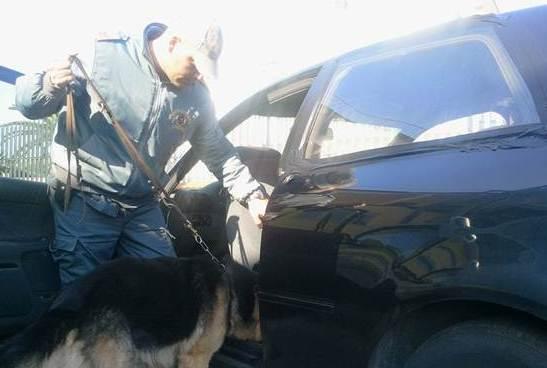 Un anno di condanna al pusher scoperto dal cane Tab