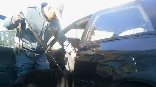 Un anno di condanna al pusher scoperto dal cane Tab