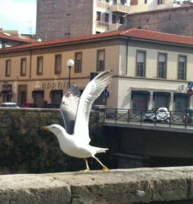 Il gabbiano si gode il sole primaverile