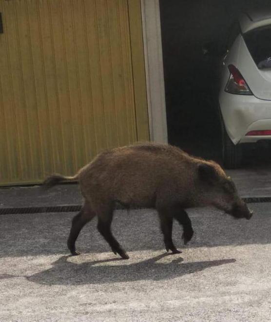 Cinghiale a passeggio intervengono i vigili