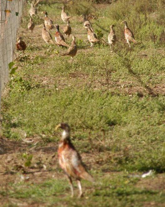 «Fagiani e pernici specie aliene Eradicazione in piena regola» 