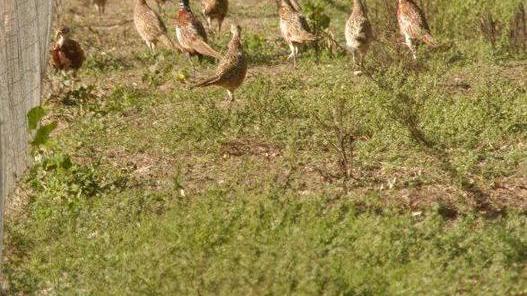 «Fagiani e pernici specie aliene Eradicazione in piena regola»