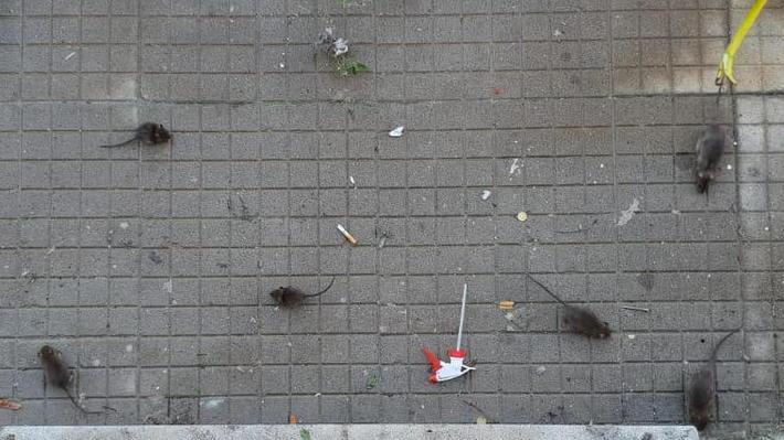 «Aiuto, io e la mia piccola circondate dai ratti»