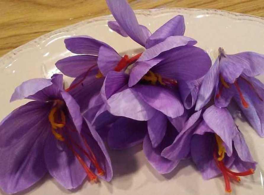 Zafferano: festa per l’oro rosso con mercatino e menù a tema