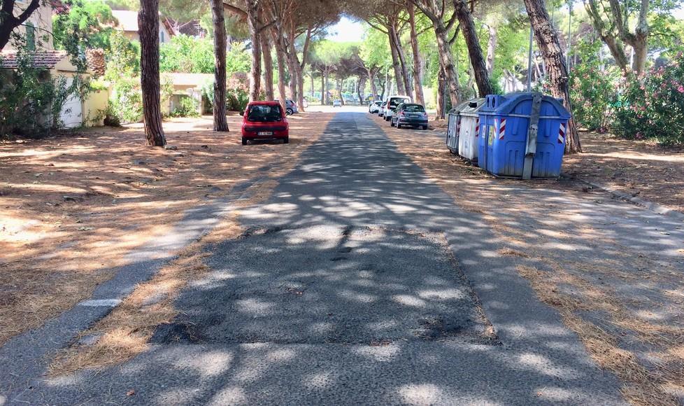 Via Borsellino dissesti e disagi. «Su quelle radici auto a rischio» 
