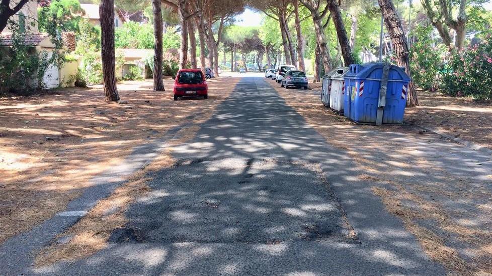 Via Borsellino dissesti e disagi. «Su quelle radici auto a rischio»
