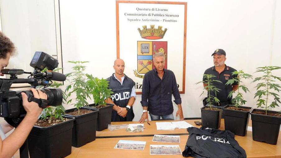 Giovane investe nella cannabis light, la polizia lo arresta nella sua azienda