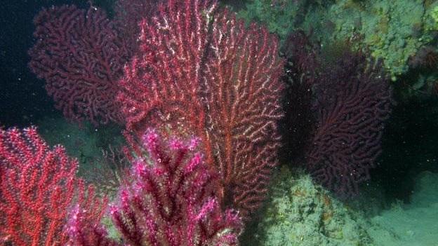 La Regione vieta la pesca del corallo