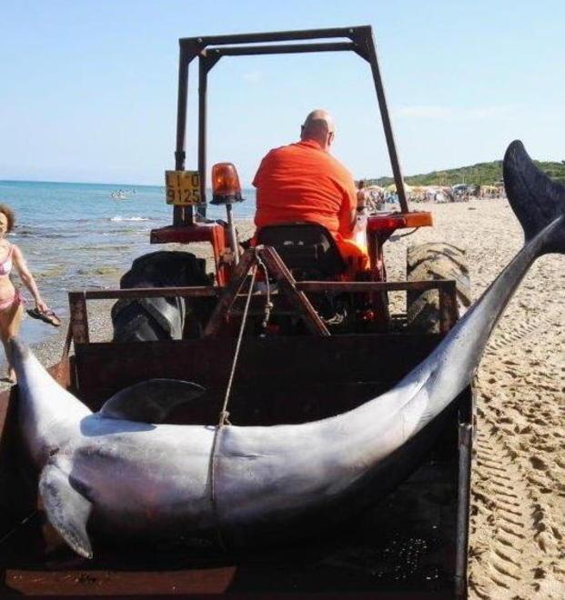 Il delfino non ce l’ha fatta, trovato morto sulla costa a San Vincenzo 