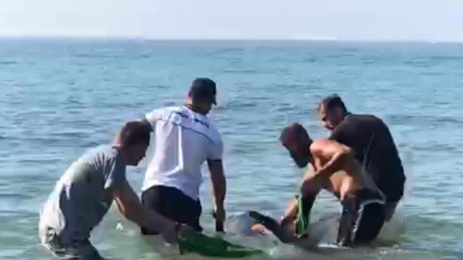 Delfino finisce sugli scogli soccorso e portato al largo