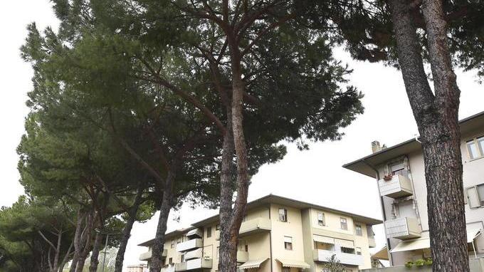Pini, domani il superesperto risponde alle domande