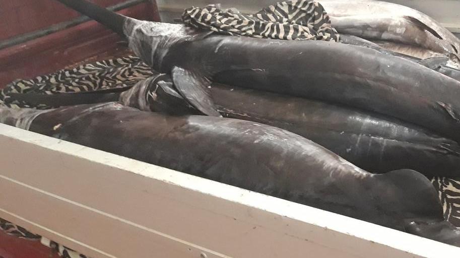 Sorpreso con 240 chili di pesce spada sull’Ape